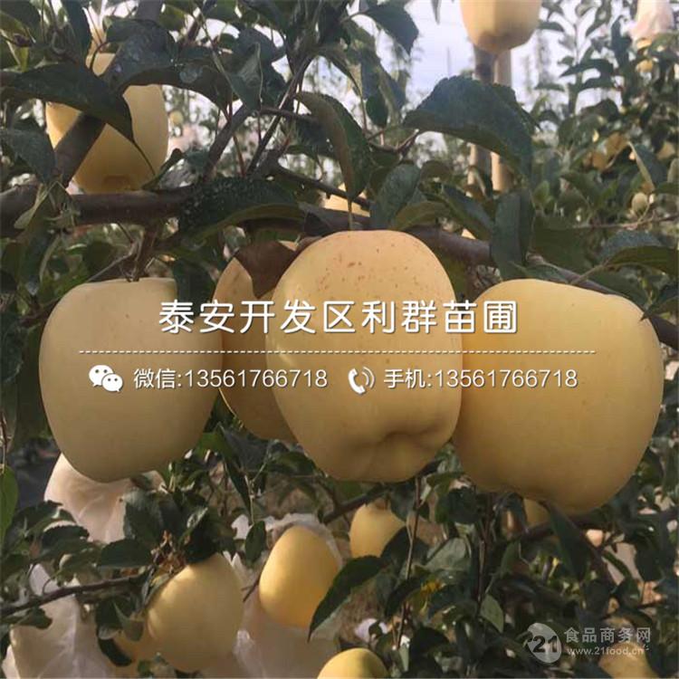 水蜜桃蘋果苗、水蜜桃蘋果苗價格