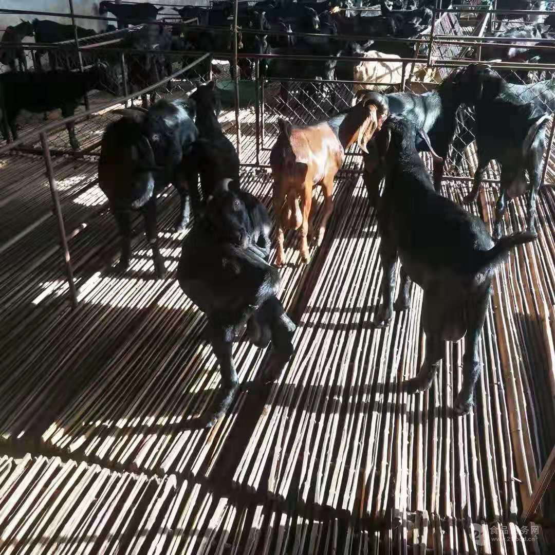 2019黑山羊现在活山羊一养殖场