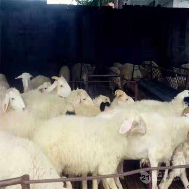 纯种小尾寒羊养殖价格 杜泊羊正规养殖场