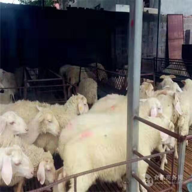 纯种小尾寒羊价格小尾寒羊种羊养殖视频