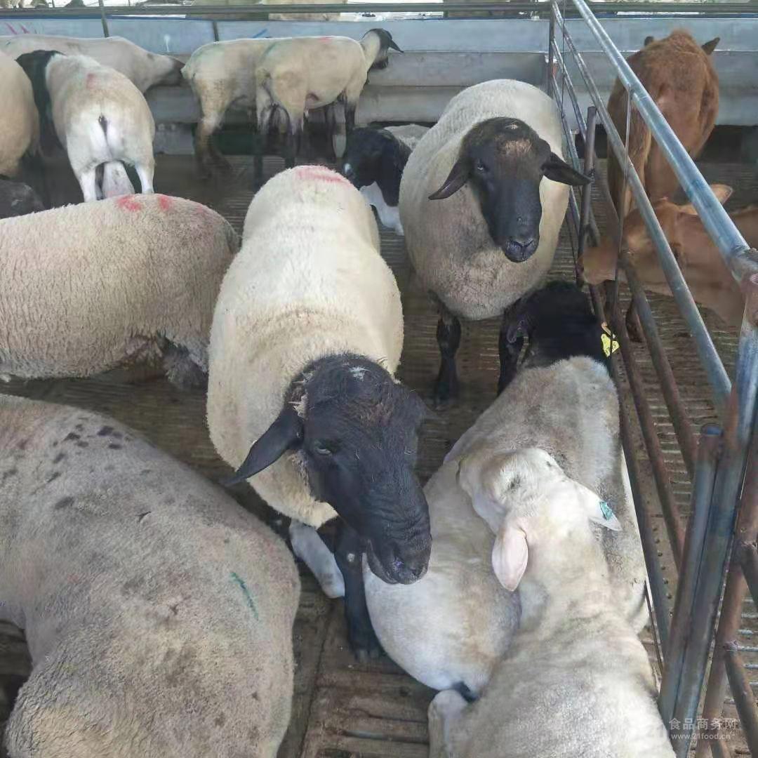 澳洲白绵羊公羊图片 40斤-50斤的澳洲白绵羊种公羊图片
