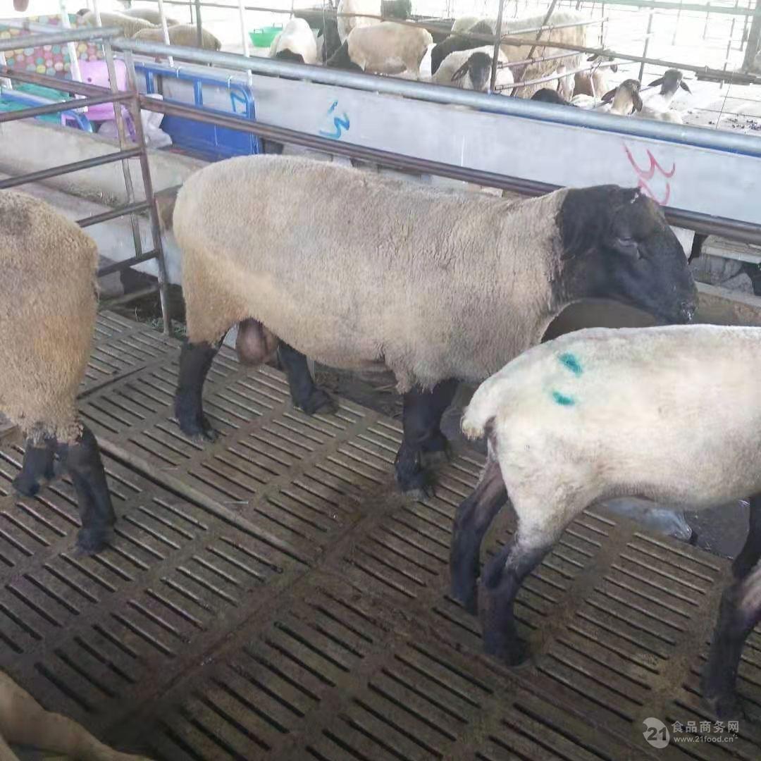 小尾寒羊价格纯种小尾寒羊养殖 纯种杜泊羊图片品种好
