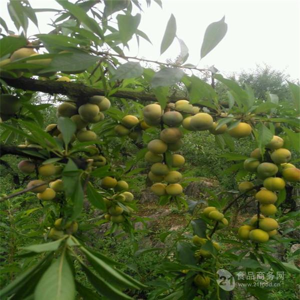 巨進一號李子苗巨進一號李子苗種植基地