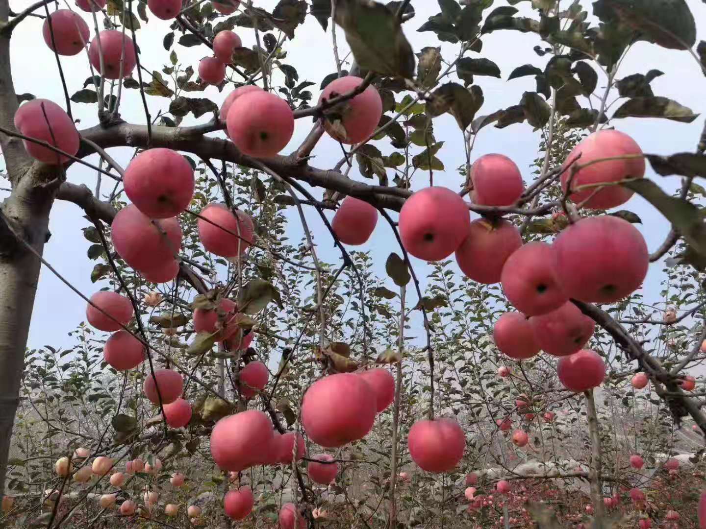 批发零售浆水苹果口感好无残渣营养价值高