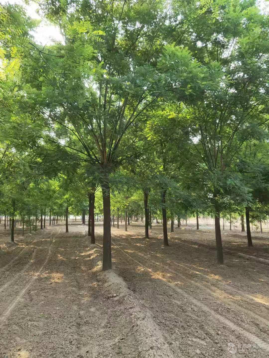 嘉興臭椿樹14公分臭椿價格臭椿種植技術