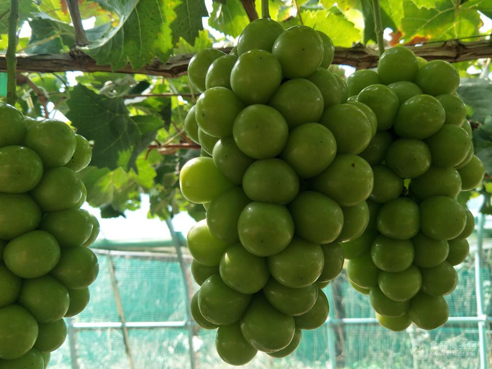 2020年种植效益高的早中晚熟葡萄新品种介绍