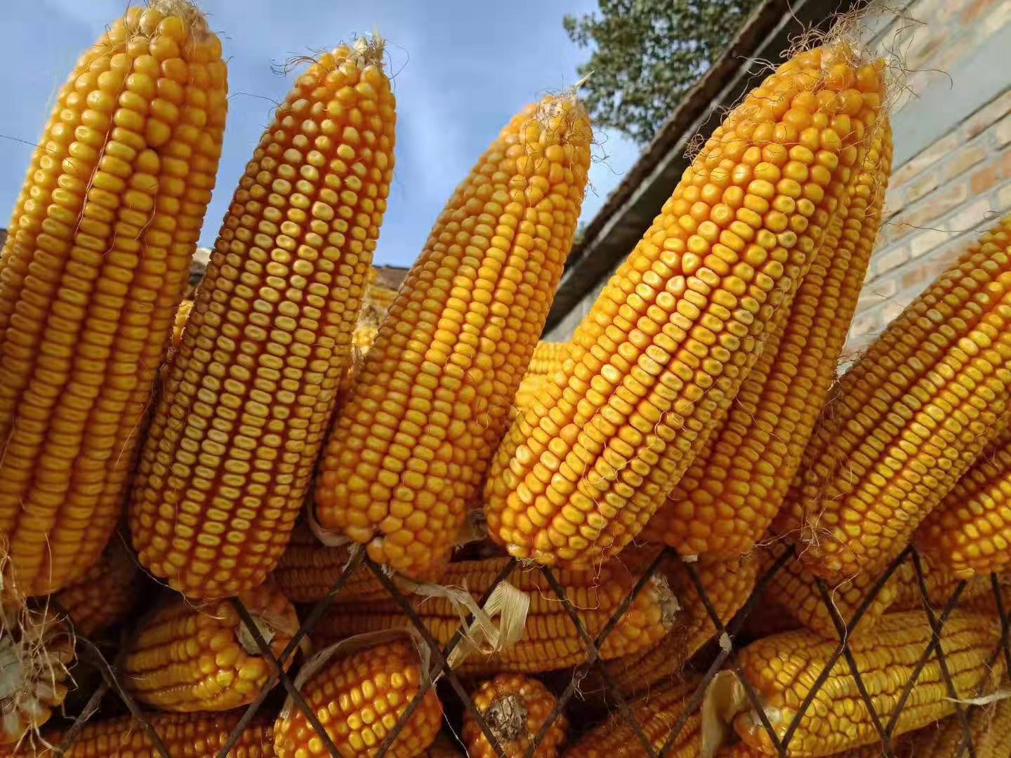 金大棒玉米品种图片