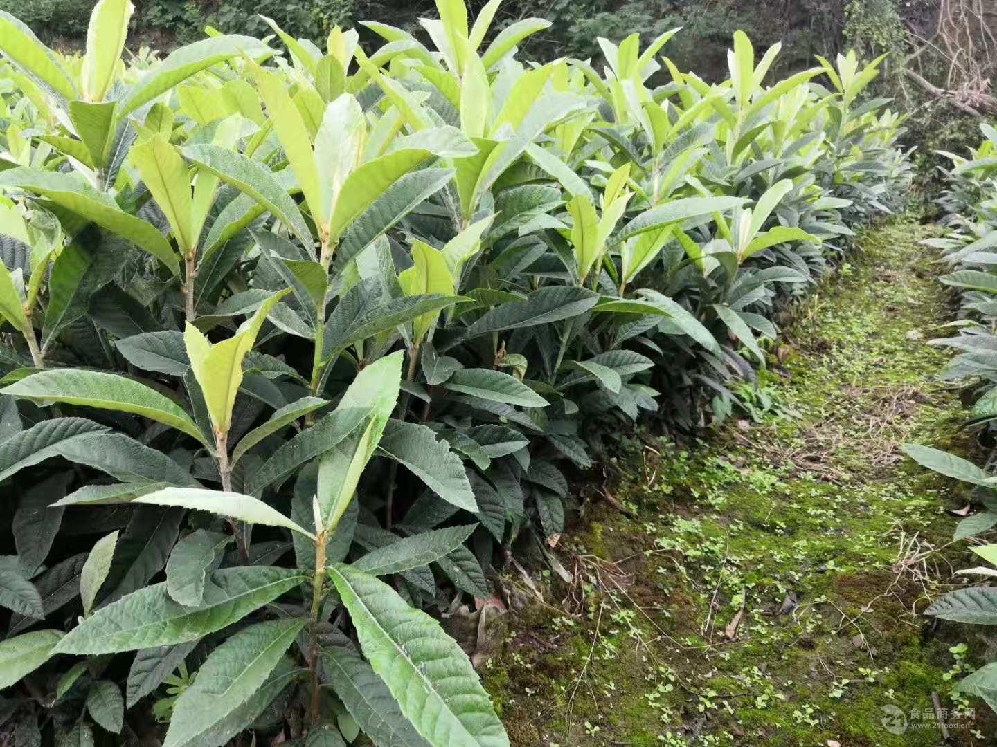 枇杷苗雲南嫁接枇杷苗枇杷掛果大樹