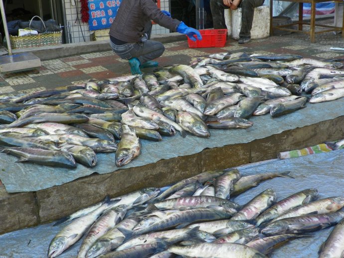 2020年鱤魚價格鱤魚格