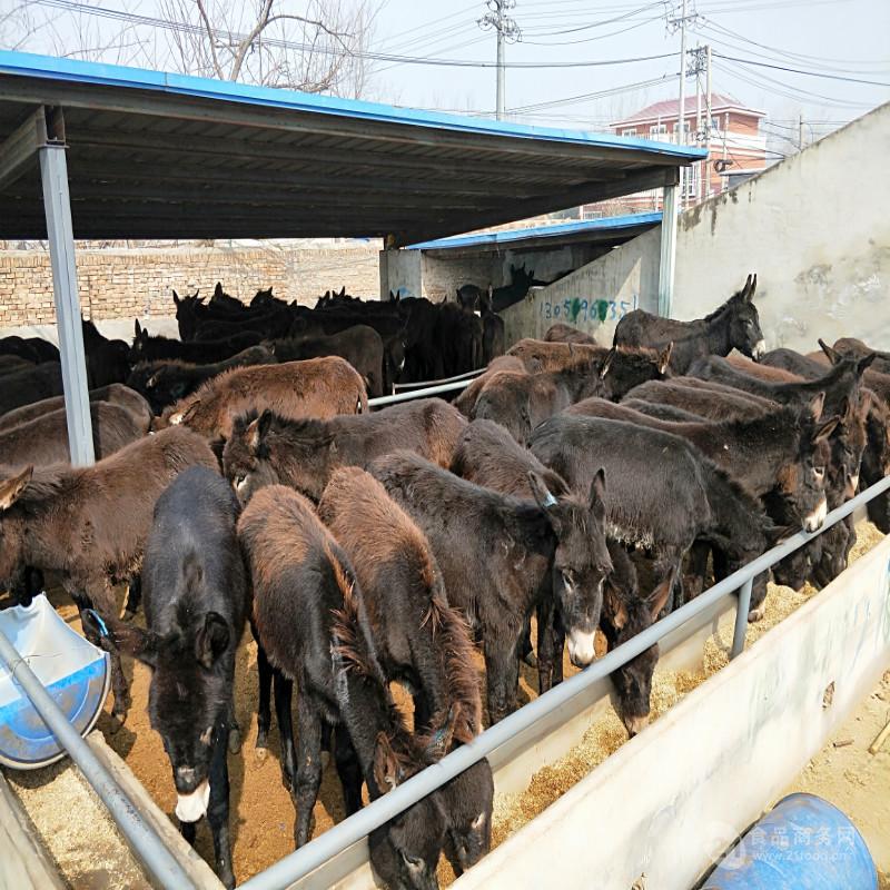 肉驴喂什么原因