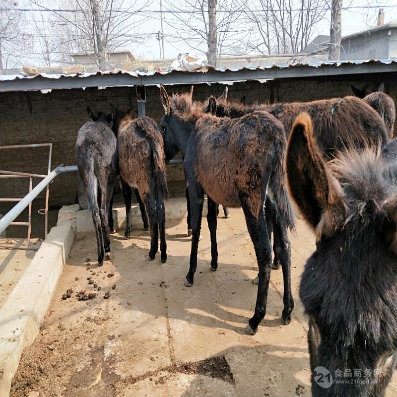 主要為你提供的肉驢品種有德州驢 關中驢 晉南驢 廣靈驢等優良肉驢