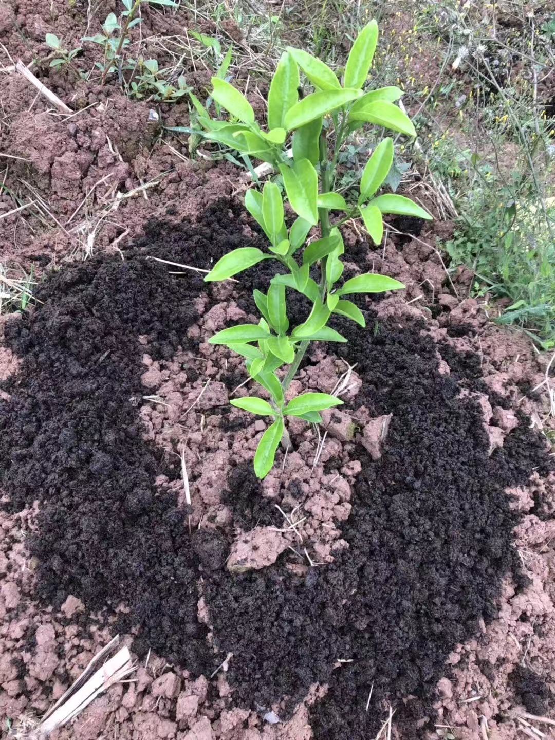 红肉蜜柚苗基地红肉蜜柚苗育苗价格蜜柚苗木批发