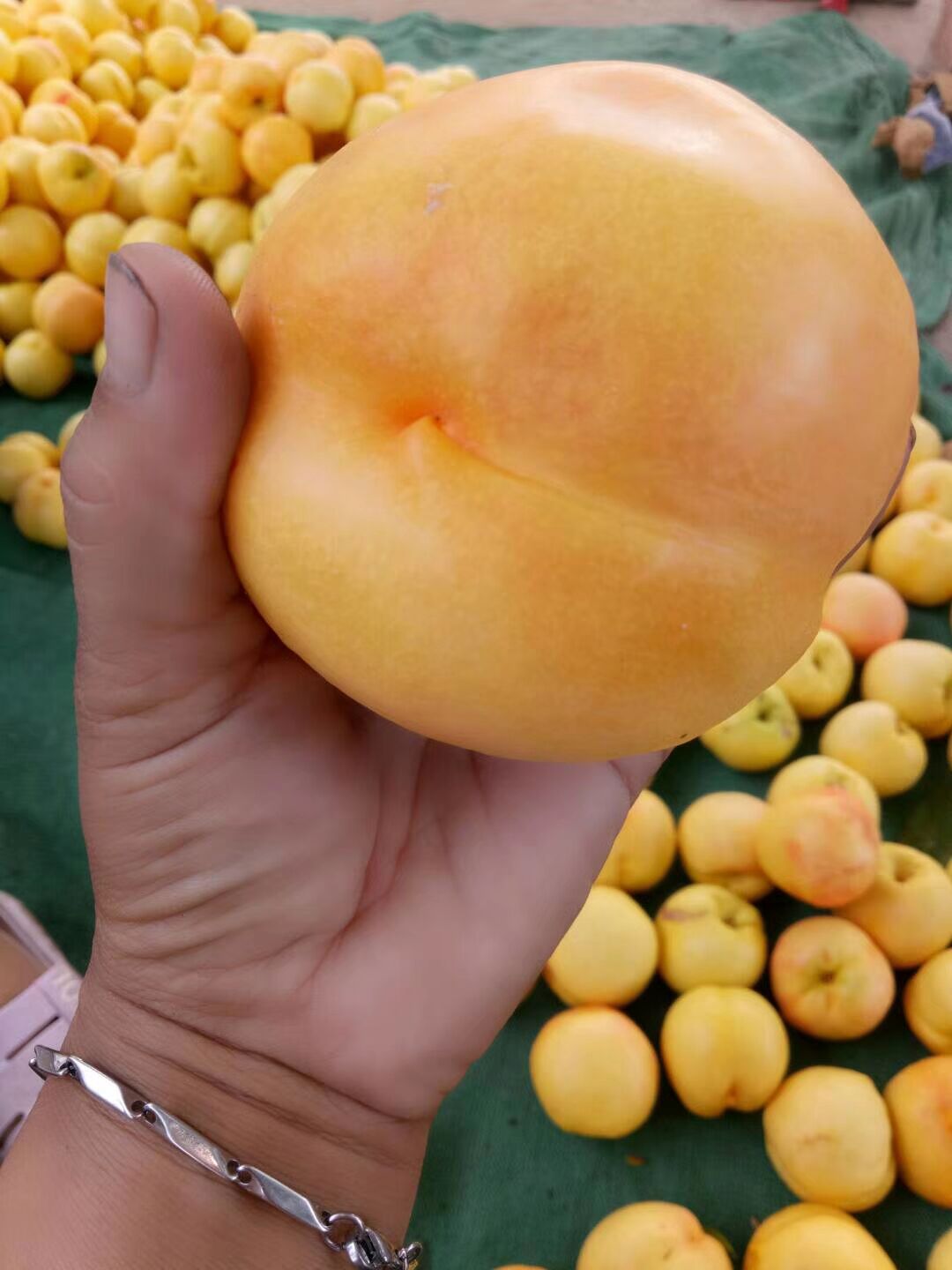 中桃金魁桃苗现在价格成苗介绍
