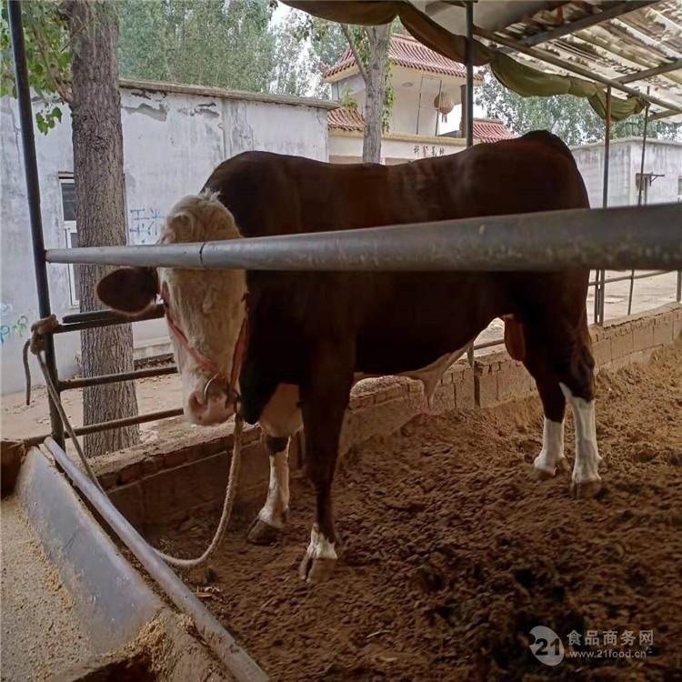 大型肉牛养殖基地 养殖肉牛改良肉牛 改良肉牛价格实惠 运输包活