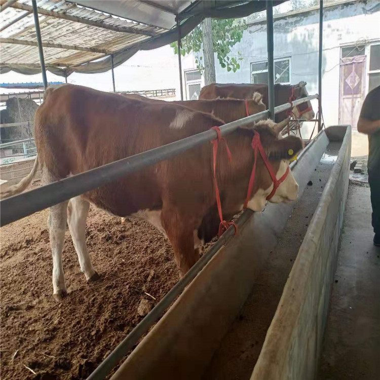 西门塔尔牛 夏洛莱牛特点