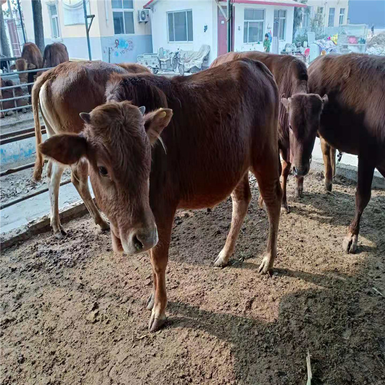 养殖基地改良肉牛 改良肉牛养殖效益 适合养殖改良肉牛 价格实惠