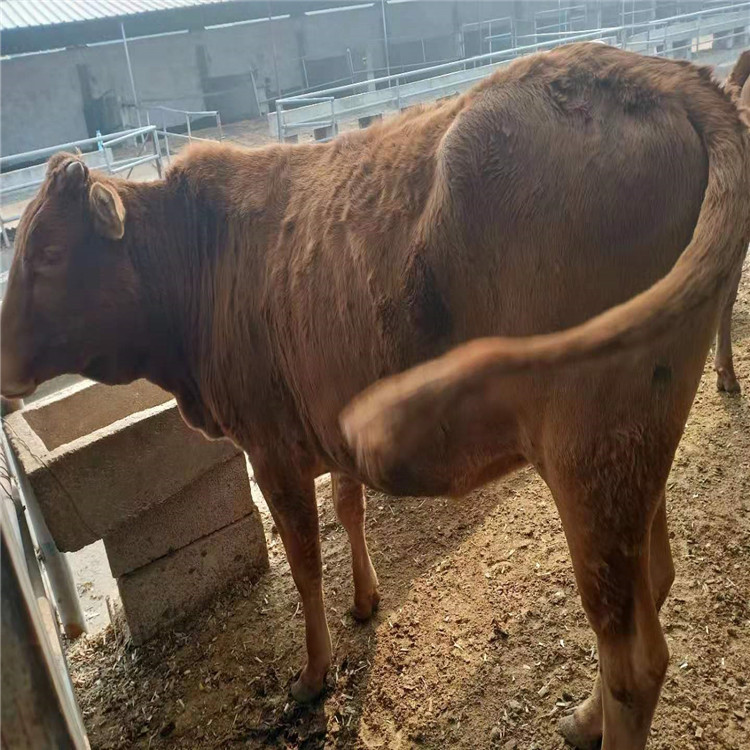 雜交肉牛犢 夏洛萊牛簡介