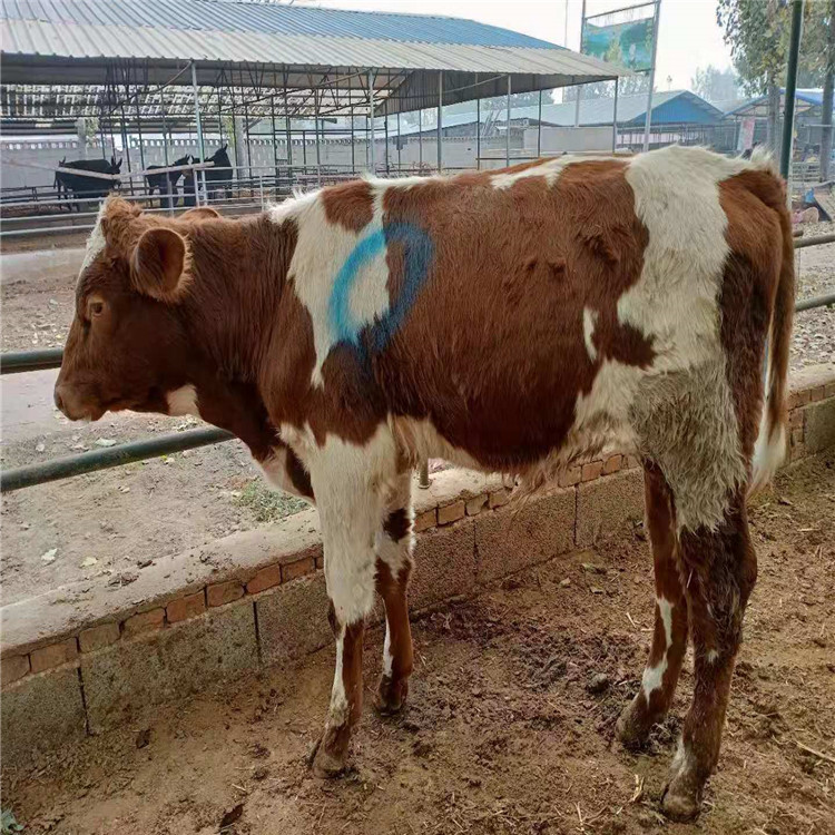 杂交牛犊养殖 肉牛犊