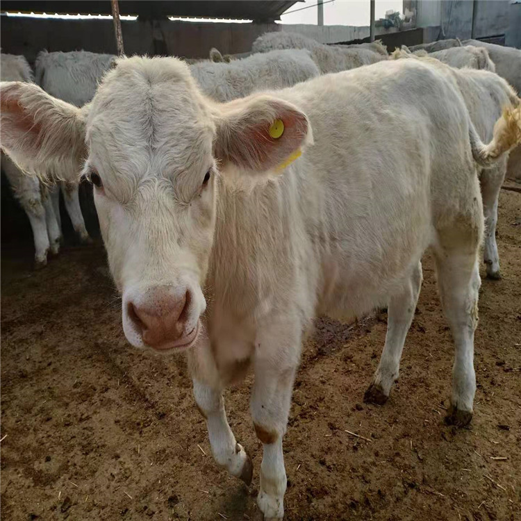 养殖基地改良肉牛 本地改良肉牛 养殖场改良肉牛 大量出售