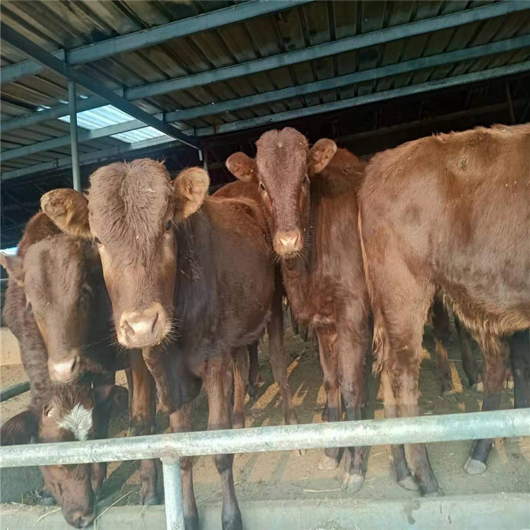 优惠价格改良肉牛 改良肉牛养殖肉牛 低价出售改良肉牛 供应