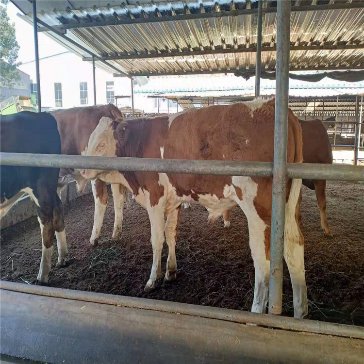 改良肉牛 培育改良肉牛 养殖场改良肉牛 提前预定