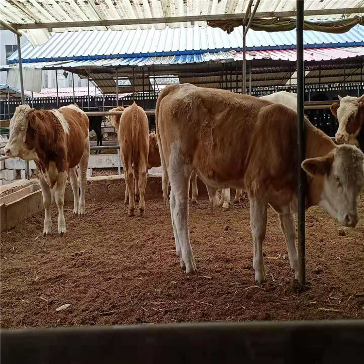 杂交牛犊 牛犊饲养技术