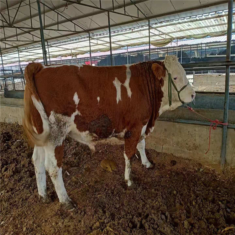 重庆肉牛养殖场