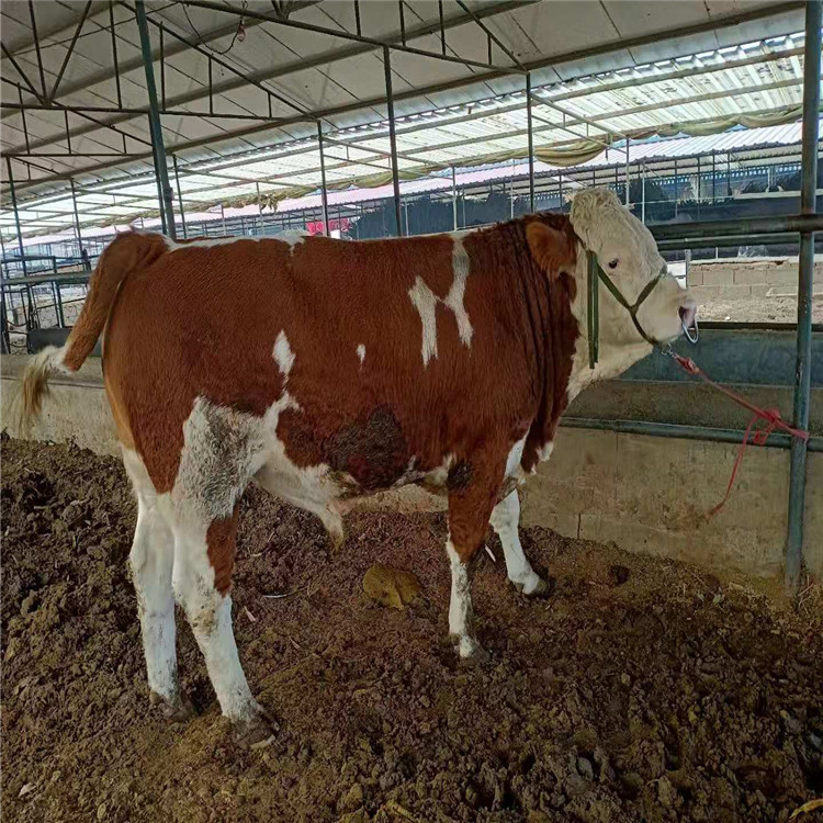萧山肉牛养殖场牛犊基地