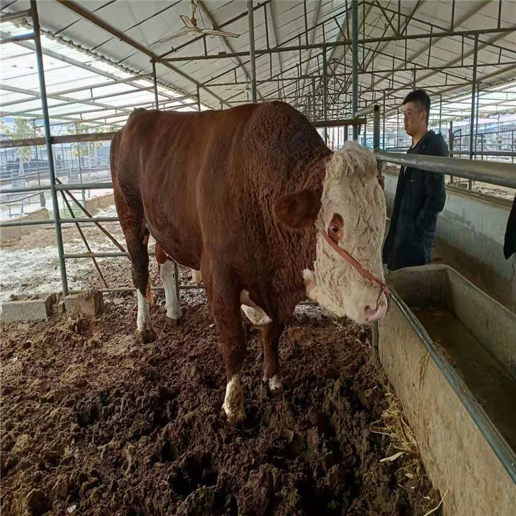 西门塔尔肉牛养殖场