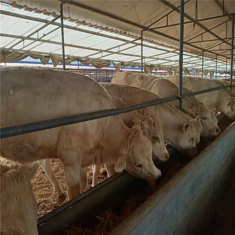 改良肉牛养殖基地 低价销售改良肉牛 基地直销改良肉牛 批发供应