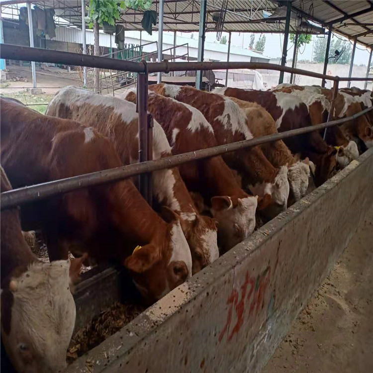 肉牛崽养殖场