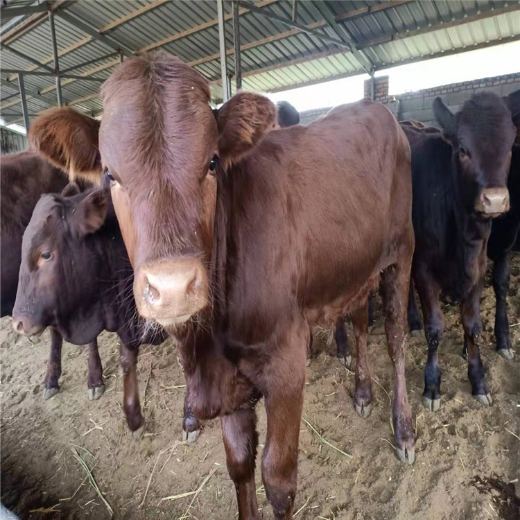 直销改良肉牛 正规肉牛改良肉牛 适合养殖改良肉牛 品质保证