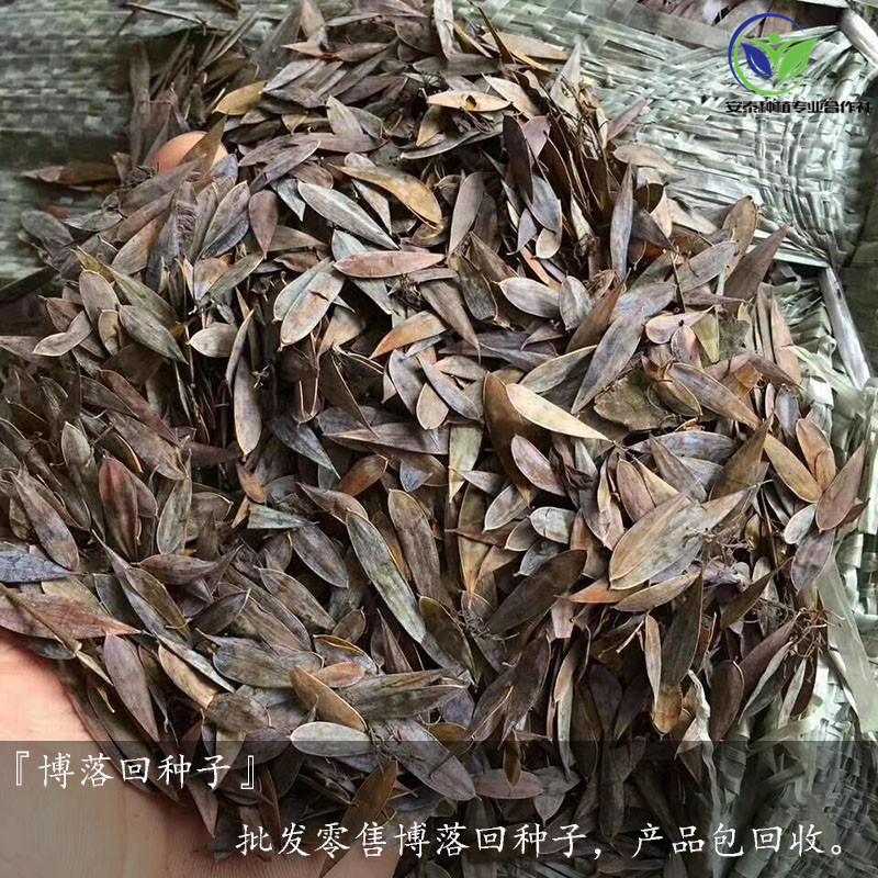 博落回种子博落回种子繁殖基地