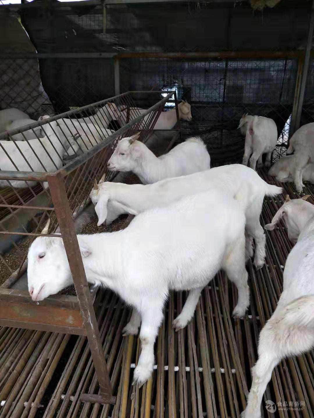 中国优良的羊品种有哪些？有4种绵羊和4种山羊，收益颇丰