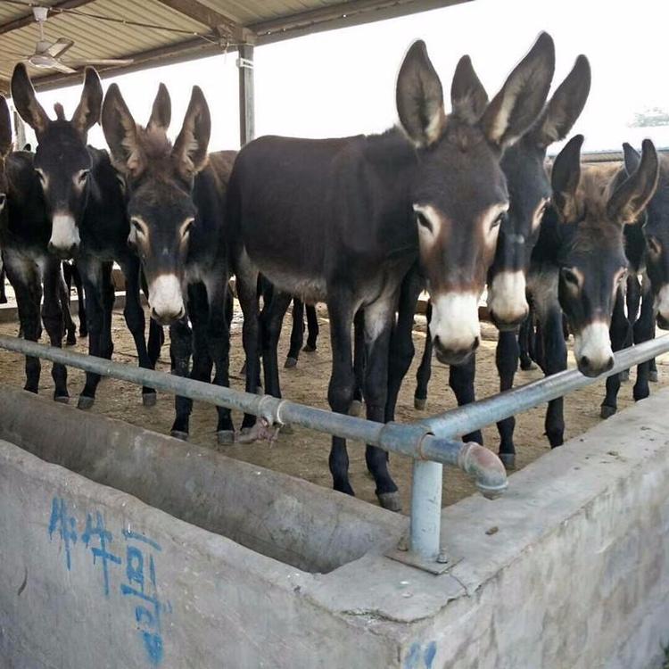 肉驴养殖场 乌头驴生产基地