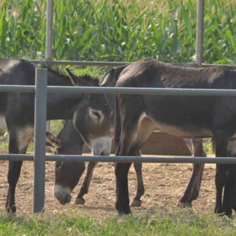 肉驴养殖技术 出售驴苗