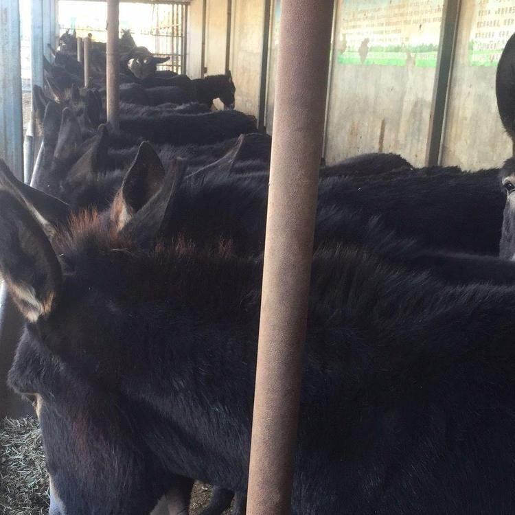 肉驴养殖技术培训 三粉驴苗肉驴价格