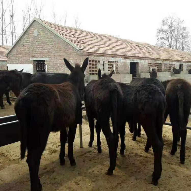 三粉驴苗养殖基地 德州驴苗一年长多重