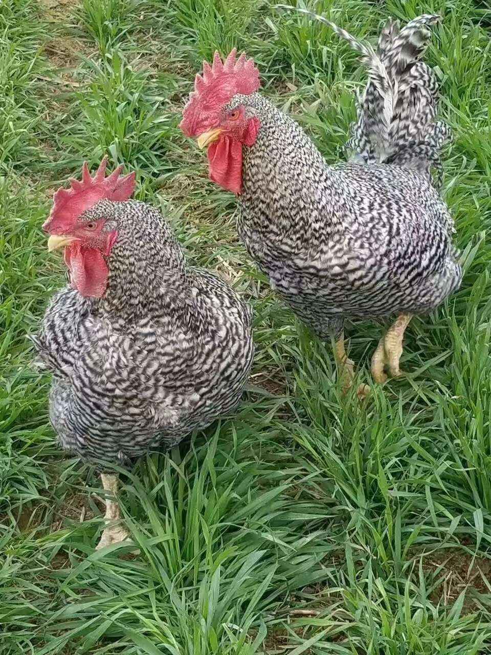 蘆花雞苗 蘆花雞苗 山東蘆花雞苗批發 蘆花雞種苗