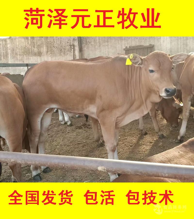 育肥牛喂長(zhǎng)膘快