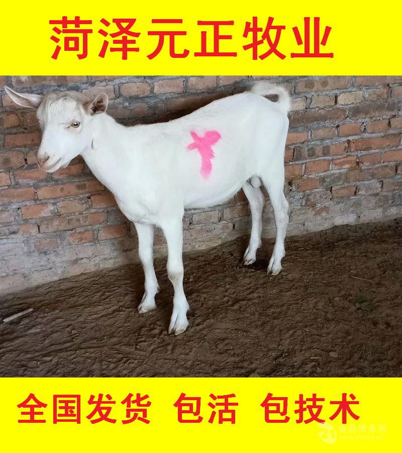 宜春肉牛牛犢售賣