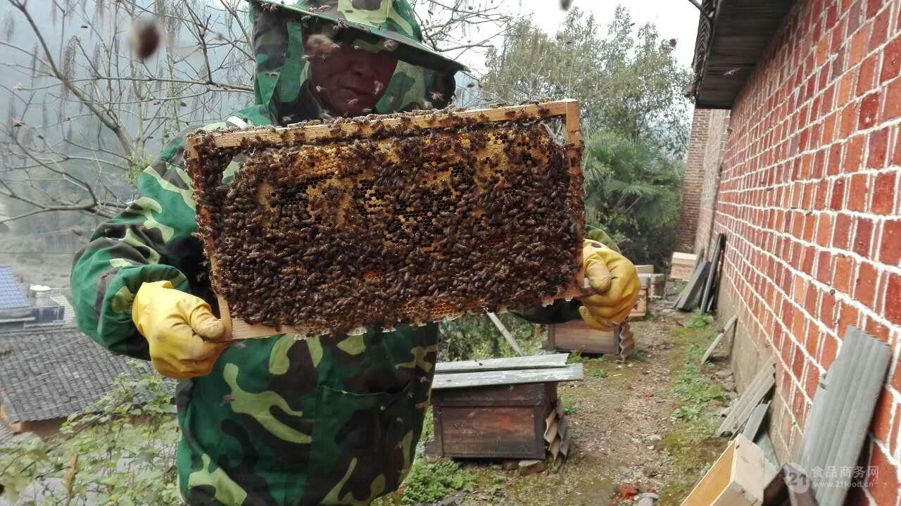 养蜜蜂蜂王不走的技术