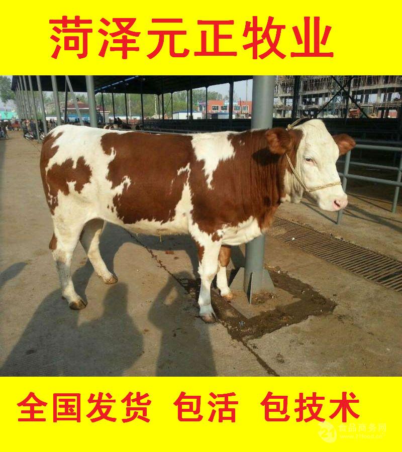 铜川肉牛牛犊售卖