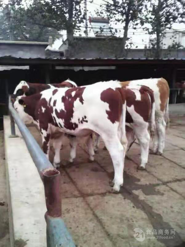 鲁西黄牛肉牛犊育肥养殖基地西门塔尔牛肉牛犊黄牛