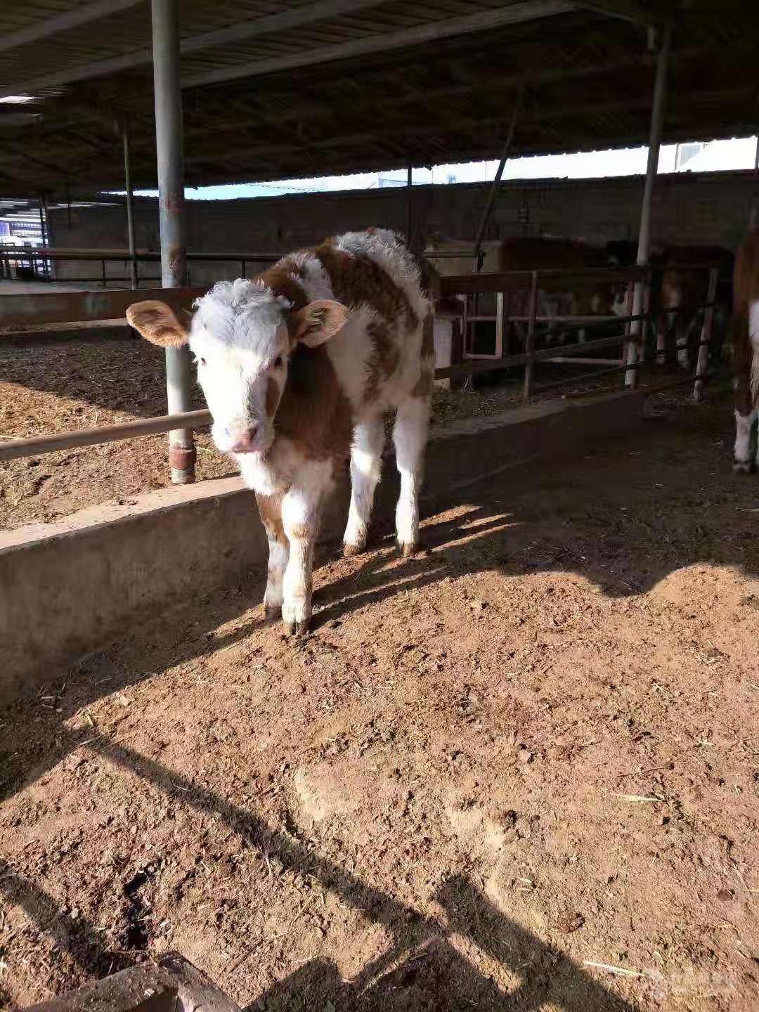 夏洛莱牛肉牛犊养殖场低价供应