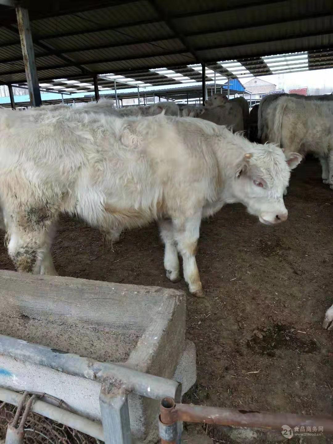 西门塔尔牛一二三四代西门塔尔种公牛图片低价供应
