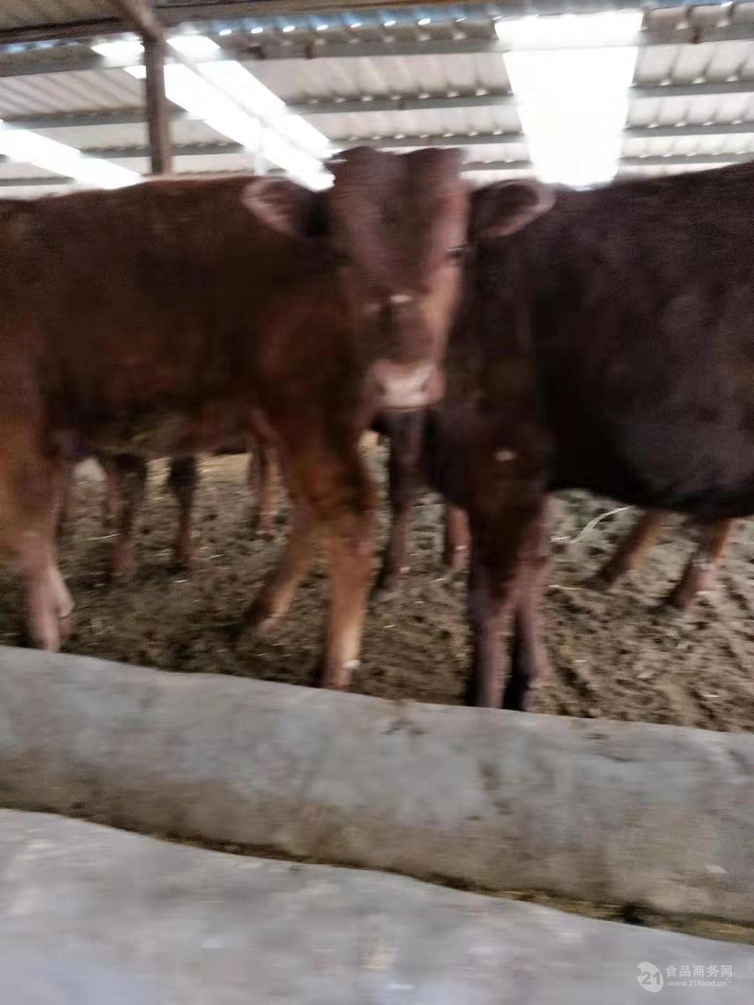 小牛活体牛犊肉牛犊活牛鲁西黄牛3-6个月牛苗