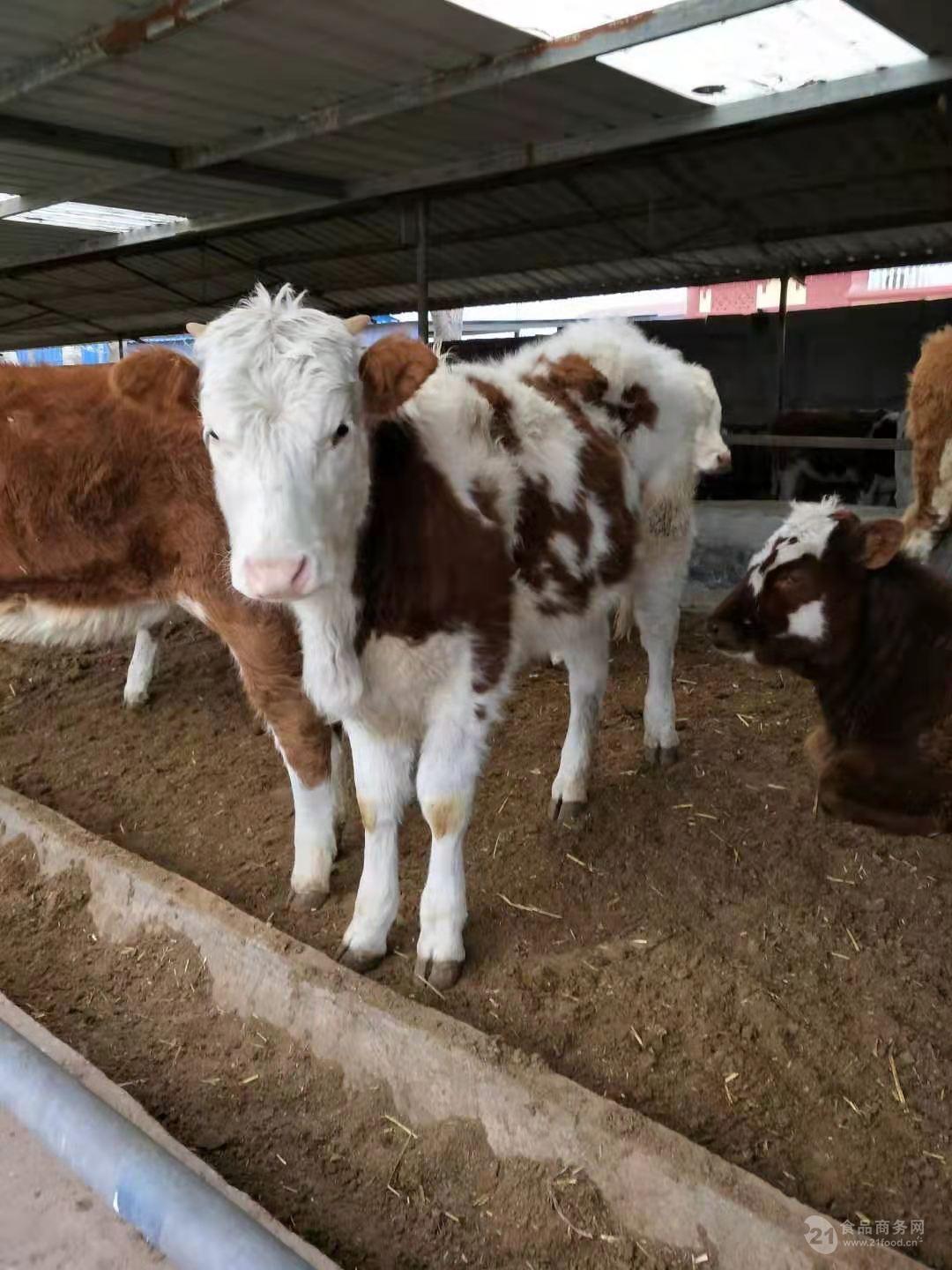 西門塔爾牛犢子價格 專業養殖牛犢價格表300斤牛犢價格表