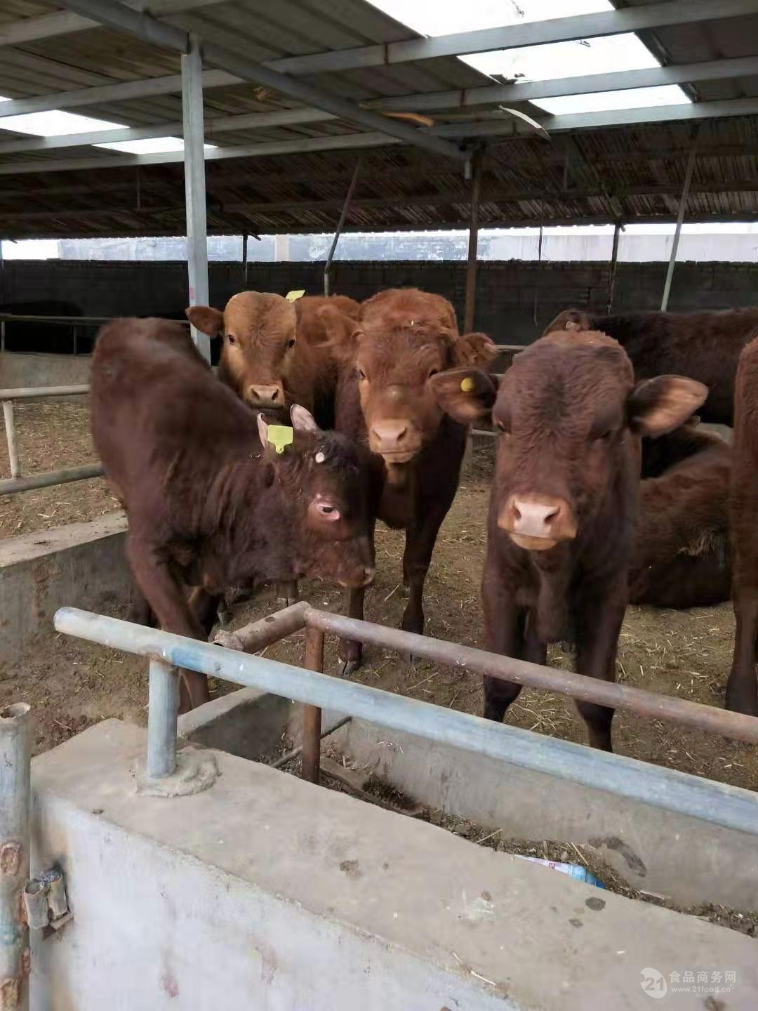 种牛 改良肉牛犊 西门塔尔牛犊价格黄牛市场价欢迎询价