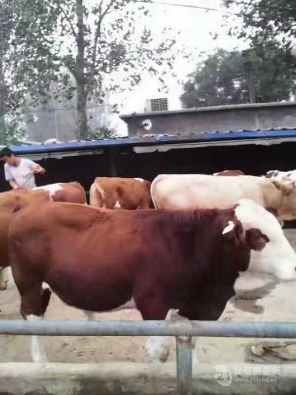 牛种苗价格低价供应